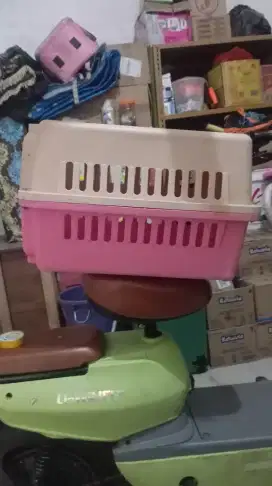 Pet cargo kucing besar