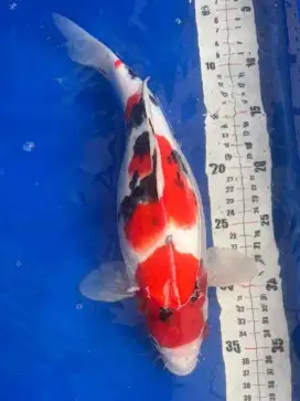 Koi Sanke Strong 35cm