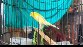 Kenari Rasmi Ys trah import