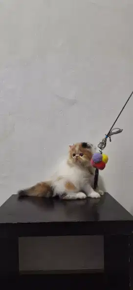 peaknose betina calico