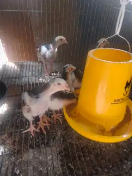 anakan ayam bangkok