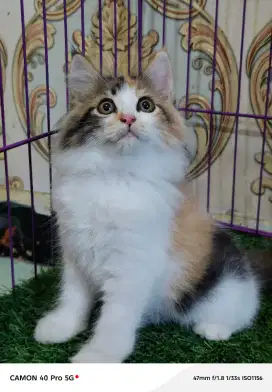 Mainecoon kitten betina