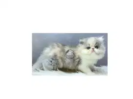 Kucing Persian Peaknose