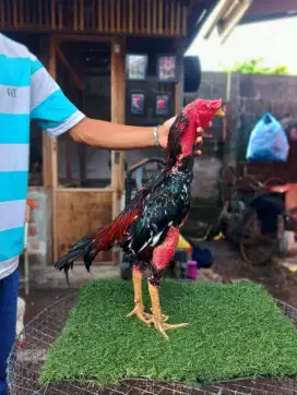 jual Ayam BK Teknik