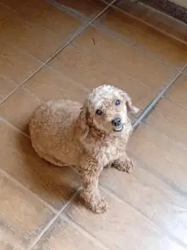 Poodle betina dewasa size kecil