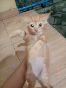 Lepas adopsi kucing indukan British short hair