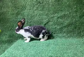 KELINCI HIAS JENIS REX / KELINCI REX