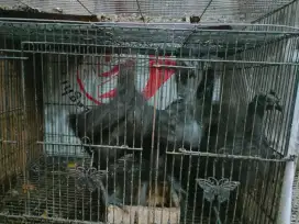Ayam cemani umur 3 bulan sepasang
