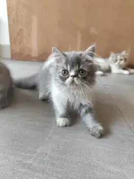Kucing Kitten Persia