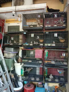 Kandang Ternak Lovebird/Perkutut