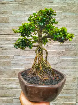 Bonsai Mirten Small