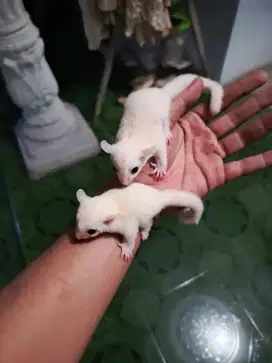Sugar glider leucistik sepasang murah
