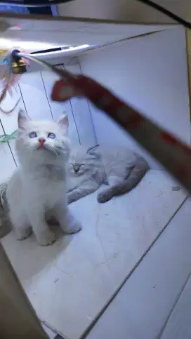 kitten Ragdoll, anak kucing ragdoll blue eyes