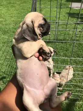 Di jual anjing PUG