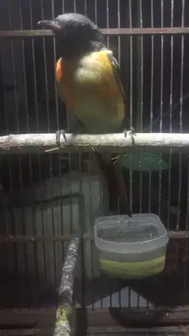 Burung mantenan A2B1 fs