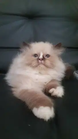 Kitten RagdoLL seal bicolor Female non Ped