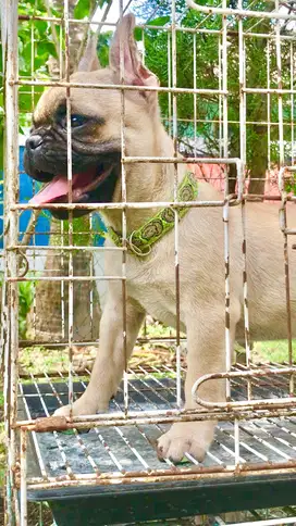 Di jual French bulldog