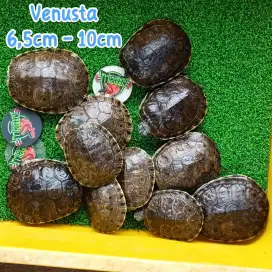 Kura Venusta Size 6,5cm - 10cm