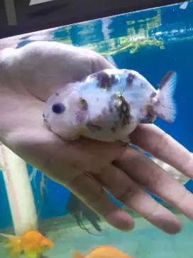 Ikan koki Ranchu rancu