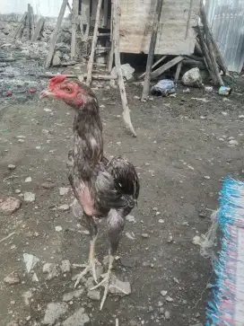 Ayam bk x pama warna kebu