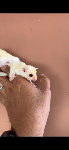 Sugar glider leu ruby