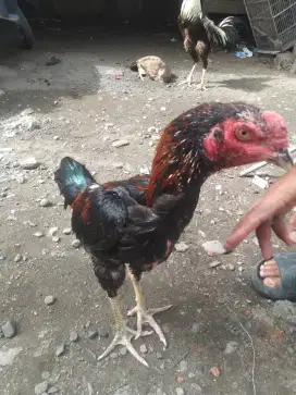 Ayam bk x pama wiring