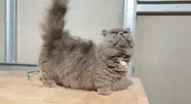 Kucing Munchkin BSH