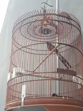 Murai batu Medan Gacor