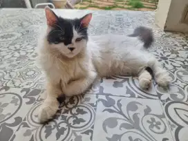Kucing Ras Persia Medium (Persimed) betina 11 bulan