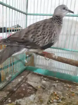 derkuku tekukur dekuku jinak rawatan