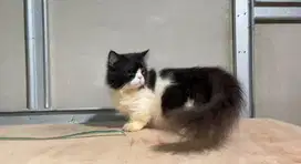 Kucing Munchkin Longhair