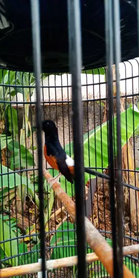 Burung murai gacor