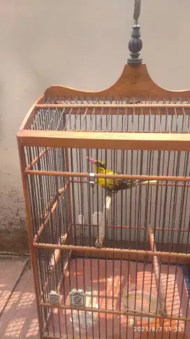 Burung kepodang