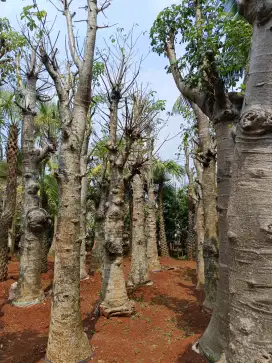 Pohon kaki gajah