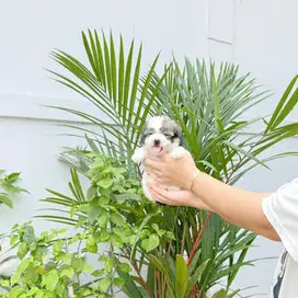 Party poodle super gembul kaki cebol bulu tebal pudel podle poodel