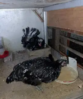 2 betina ayam Poland