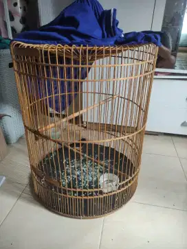 Murai baru muda ternakan