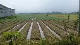Tanah Nol Jalan Provinsi 2410m² SHM di Pasir Putih Besuki Situbondo