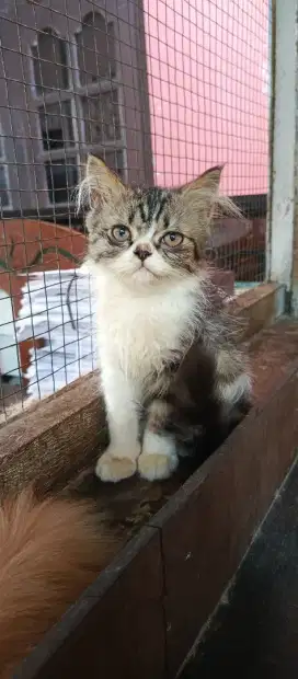 Kucing Persia Kitten 3 bulan