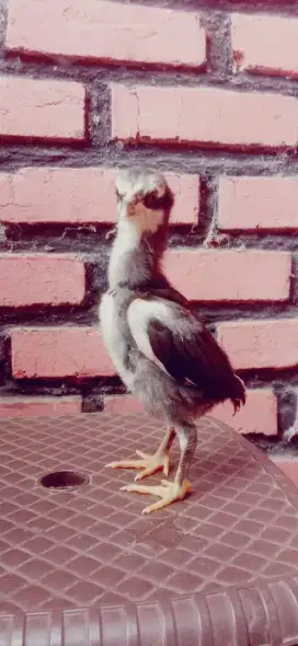 Anak ayam pakhoy mantap jos indukan pakhoy ada pukul ko jos brutal