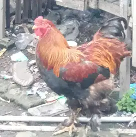 Ayam brahma jumbo