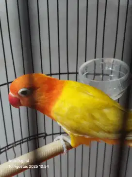 Lovebird biola Lutino MH betina bio ino