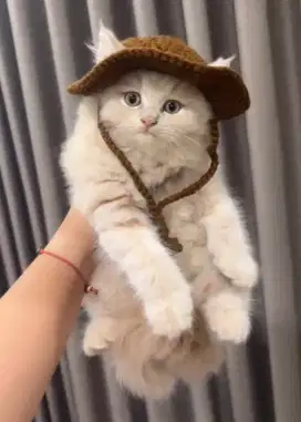 Kucing Persia Cream Jantan 3,5 Bulan