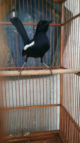 Burung kacer wulung raja ekor hitam full