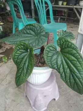 Anthorium sirih jumbo