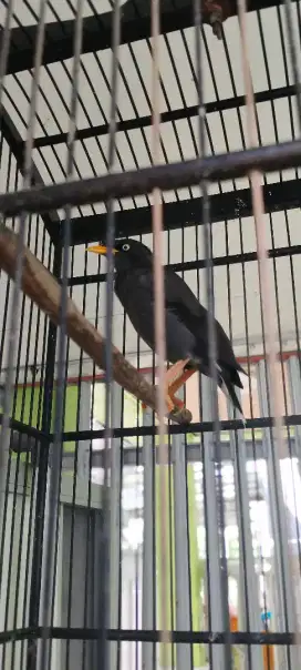 Jalak kebo sama sangkar .gcor