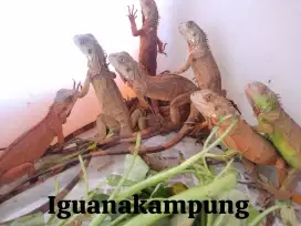 IGUANA ALBINO, BLUE, SUPER RED