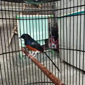 Burung murai batu