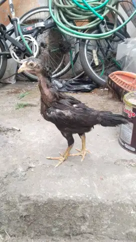 Ayam Bangkok umur 1 bulan
