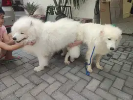 Indukan Samoyed stb sudah kawin